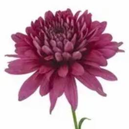 Single magenta chrysanthemum bloom on a stem