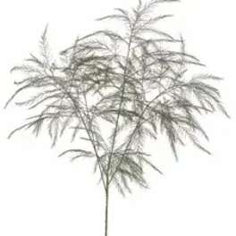 Single feathery gray-green stem on a white background