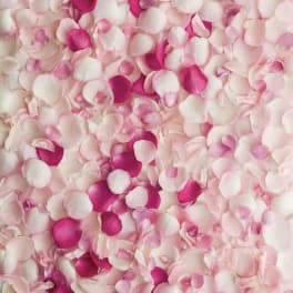 Pink and white rose petals scattered in a dense pattern