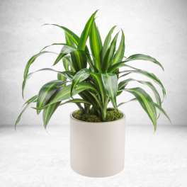Dracaena Plant