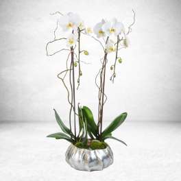 Two Stem Orchid Planter
