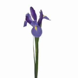 Single purple iris flower on a long stem