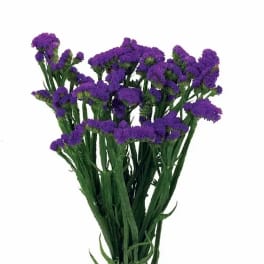Bundle of purple statice flowers with long green stems