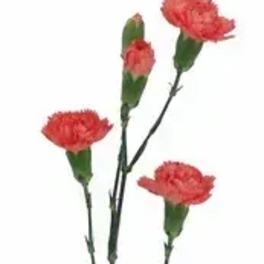 Four red carnations on long stems against a white background