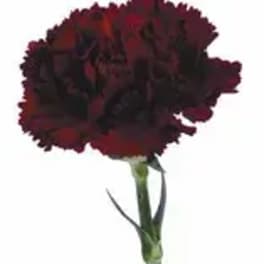 Single dark red carnation on a stem