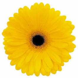 Single yellow gerbera daisy on a white background