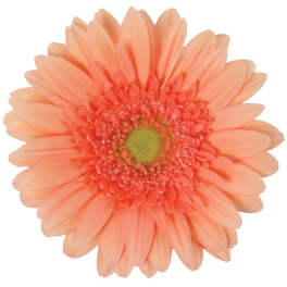 Single peach-orange gerbera daisy bloom on white background
