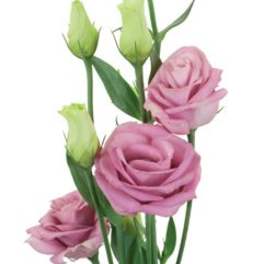 Pink roses with green buds on long stems