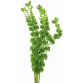 Bundle of tall green leafy stems on a white background