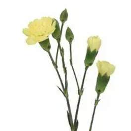 Yellow carnation stems with buds on a white background