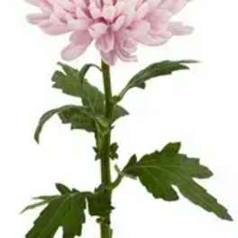 Single pale pink chrysanthemum bloom on a long stem