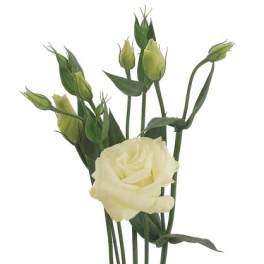 Single cream rose stem with several green buds