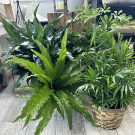 Two potted green houseplants, one in a woven basket.