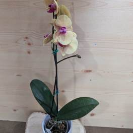 Potted orchid with pale yellow blooms and purple centers
