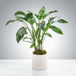 Dumb Cane Plant