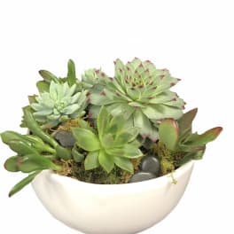 Succulent Garden
