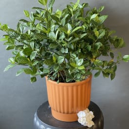 Potted green plant in an orange ribbed container with a small white flower cluster