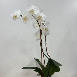 White orchid plant in a ribbed white pot