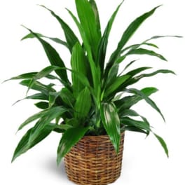 Dracaena Plant in a Basket