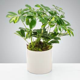 Variegated green potted plant in a white ceramic pot