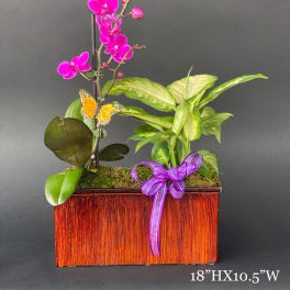 Potted orchid arrangement with a purple ribbon in a wooden planter