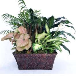 Mixed potted houseplants in a decorative rectangular planter