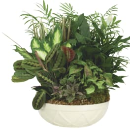 Mixed green houseplants in a white bowl planter
