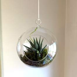 Hanging glass globe terrarium with a small green succulent inside