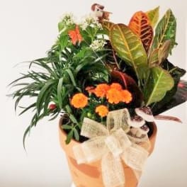 Potted tropical plant arrangement with orange flowers and a burlap bow