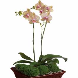 Potted yellow and pink phalaenopsis orchids in a red rectangular ceramic planter with moss.