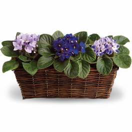 Row of purple African violet plants in a rectangular brown wicker basket