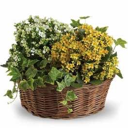 Low basket of yellow and white flowering plants with trailing ivy