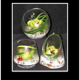 Three small glass vase arrangements with green orchids on a dark background