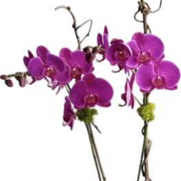 Linda Orchid Plant