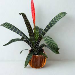 Potted plant with striped green leaves and a tall red bloom in a copper pumpkin-shaped pot