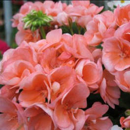 Cluster of peach-pink flowers with layered petals