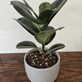 Burgundy Ficus, Rubber Plant