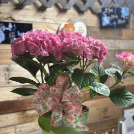 Blooming Hydrangea Planters