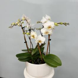 White orchids in a white pot with broad green leaves