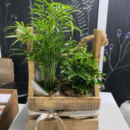 Potted green plants in a rustic wooden crate with ribbon