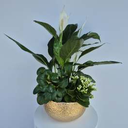 Potted arrangement with white peace lilies and green foliage in a gold bowl