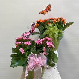 Potted pink and orange flowering plants with butterfly picks and ribbon bows