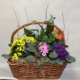 Wicker basket planter with colorful flowering plants and bare twigs