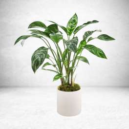 Dumb Cane Plant