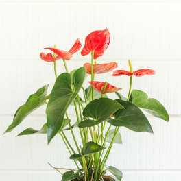 Anthurium plant