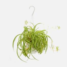Hanging spider plant in a white pot