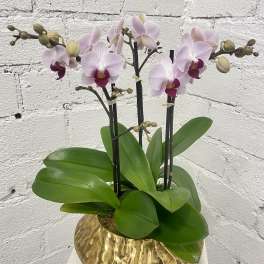 Potted pink orchid plant in a gold textured container