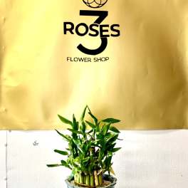 3 roses flower shop- plants