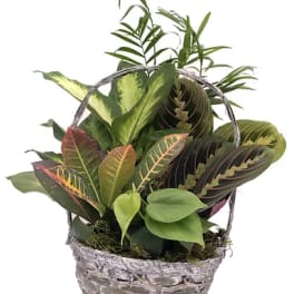 8" Dish Garden in Wicker Basket