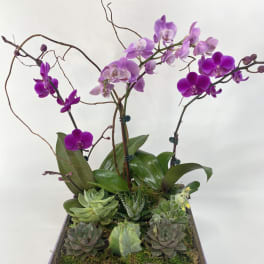 Orchid and succulent arrangement in a square box with a lavender ribbon